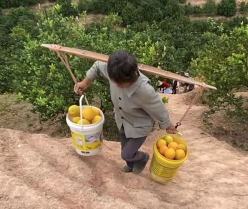百万斤水果堆成山,农民发出求助, 帮帮我们